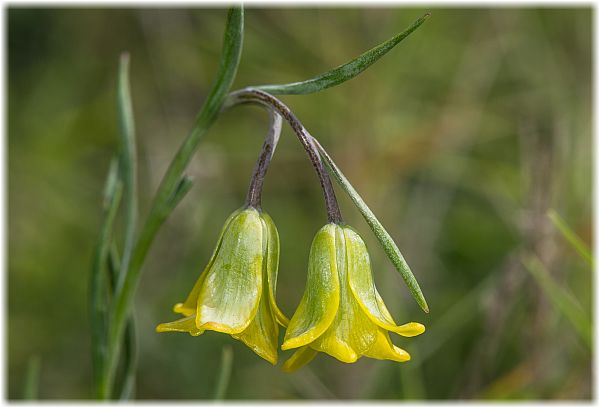 Fritillaria rhodia