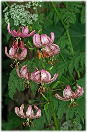 Lilium martagon