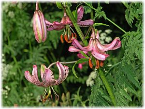 Lilium martagon