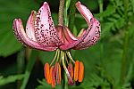 Lilium martagon