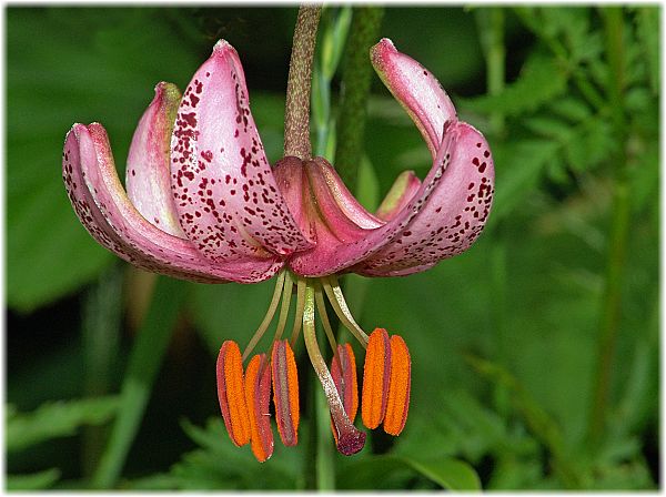 Lilium martagon