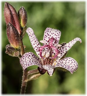 Tricyrtis hirta