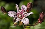 Tricyrtis hirta - Japanische Krtenlilie