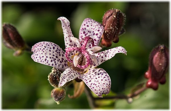 Tricyrtis hirta