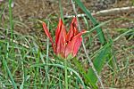 Tulipa armena