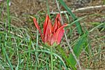 Tulipa armena