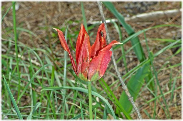 Tulipa armena