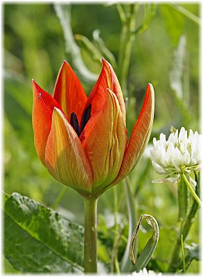 Tulipa doerfleri