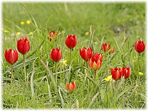 Tulipa doerfleri