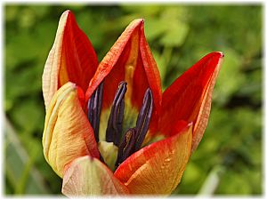 Tulipa doerfleri