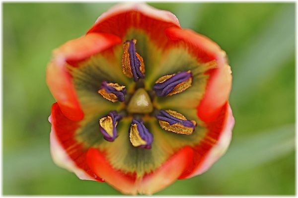 Tulipa doerfleri