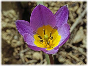 Tulipa saxatilis