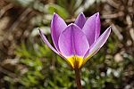 Tulipa saxatilis