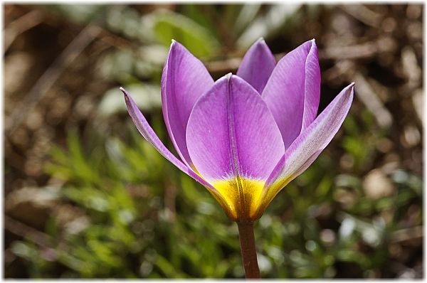 Tulipa saxatilis