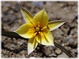 Tulipa sylvestris