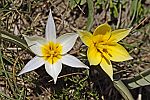 Tulipa sylvestris