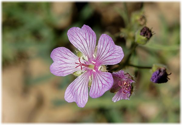 Linum nervosum