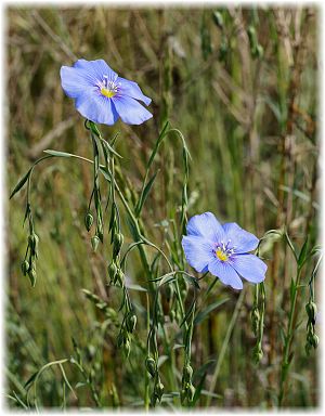 Linum perenne