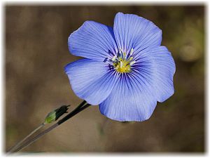 Linum perenne