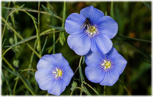 Linum perenne