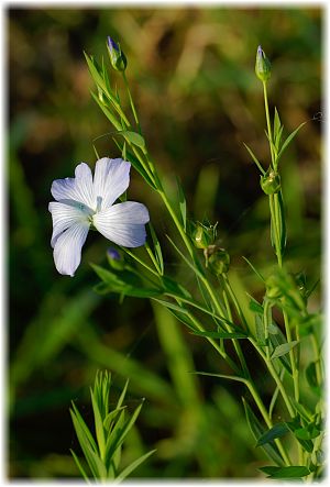 Linum usitatissimum