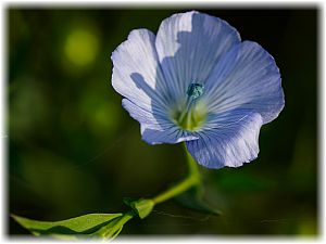 Linum usitatissimum