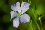 Linum usitatissimum