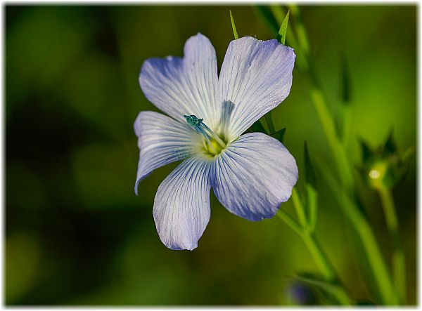 Linum usitatissimum