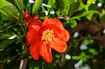 Punica granatum