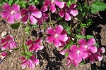 Lavatera bryoniifolia