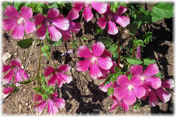 Lavatera bryoniifolia