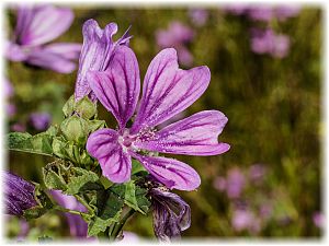 Malva sylvestris