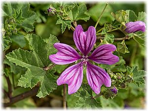 Malva sylvestris