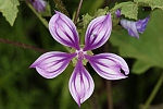 Malva sylvestris