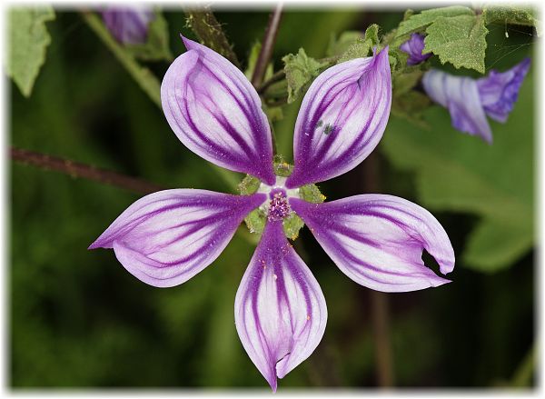 Malva sylvestris