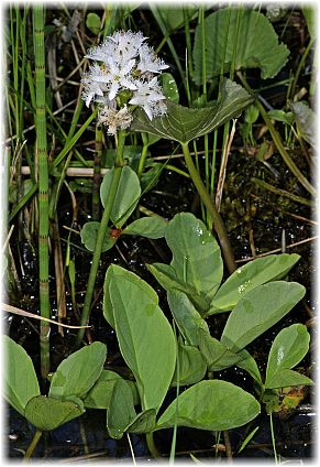 Menyanthes trifoliata