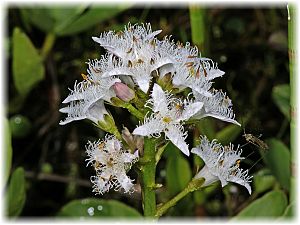 Menyanthes trifoliata