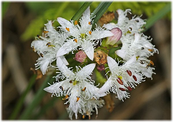 Menyanthes trifoliata