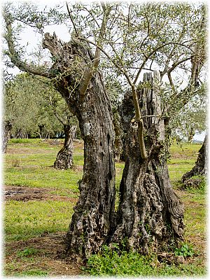 Olea europaea