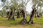 Olea europaea