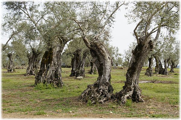 Olea europaea