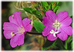 Epilobium hirsutum