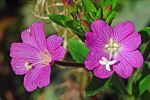 Epilobium hirsutum