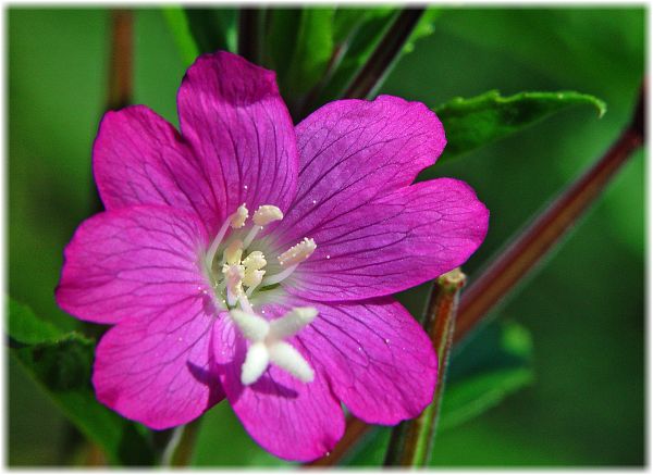 Epilobium hirsutum