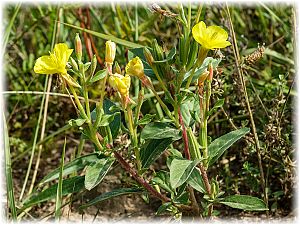 Oenothera glazioviana