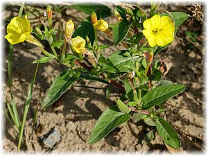 Oenothera glazioviana