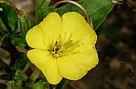 Oenothera glazioviana