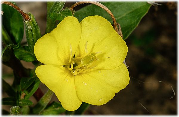 Oenothera glazioviana