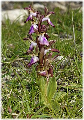 Anacamptis collina