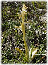 Anacamptis collina